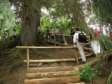 Im Wald bei Schloss Wolfsthurn