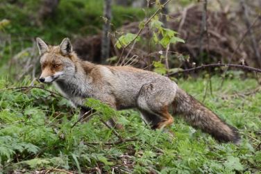 Die Fuchsregulation sei tierschutzgerecht, heißt es aus dem Amt für Jagd und Fischerei.