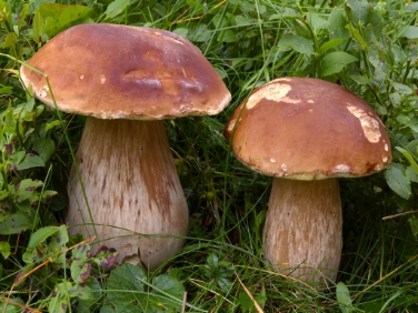 Steinpilze (FOTO: Claudio Rossi)