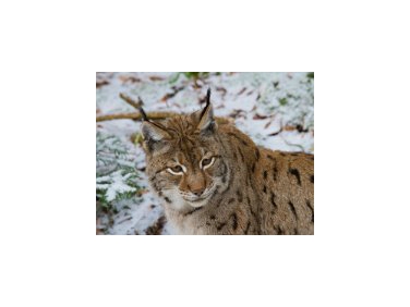 Luchs (FOTO: Jan Nijendijk)