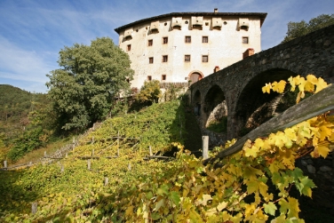 Rekord an Ausmaß und Alter: die Versoaln-Rebe bei Schloss Katzenzungen in Prissian.