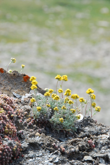 Die Flora der Westalpen steht im Mittelpunkt eines Vortrags im Naturmuseum