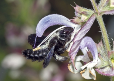 Welche Bedeutung haben Gärten als Überlebensräume für heimische Blütenbesucher? Im Bild eine Violettflügelige Holzbiene (Xylocopa violacea) auf Muskateller-Salbei (Salvia sclarea).