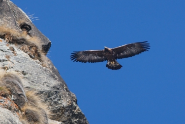 Adler im Flug (FOTO: LPA/Enrico Bassi)