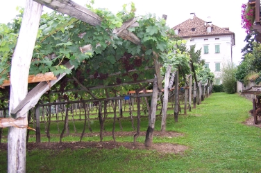 Der Weinberg des Weinmuseums in Kaltern.