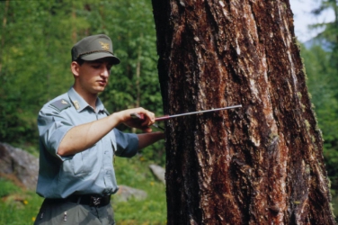 In zwei Monaten beginnen im Einzugsgebiet des Forstinspektorates Bozen 2 die traditionellen Forsttagsatzungen; dabei werden auch Neuerungen im Waldbereich vorgestellt.
