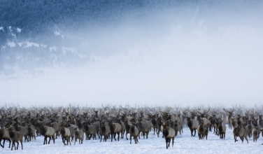 Beeindruckende Bilder von Tieren in freier Wildbahn sind derzeit im Naturmuseum zu sehen./Foto Florian Schulz visionwildnis.com