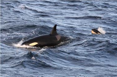 Orca mit Jungem (FOTO: Alessandro De Maddalena)
