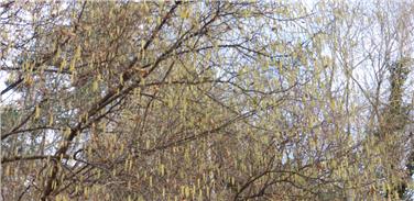 Auch wenn es nicht so aussieht, als ob etwas blühen würde, können im Dezember bereits erste Pollen fliegen: Im Bild ein früh blühender Haselstrauch an einem geschützten Standort am Waldrand bei Tisens am vergangenen Wochenen