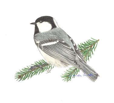 Naturalistische Zeichnungen von Simonetta Varchetta gibt es im Naturparkhaus Rieserferner-Ahrn zu sehen: im Bild eine Tannenmeise.