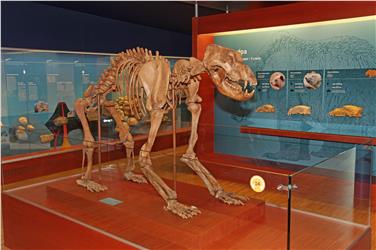 Das Museum Ladin Ursus ladinicus mit den Höhlenbären (im Bild) und das Museum Ladin laden in der Weihnachtszeit zu einem Besuch ein