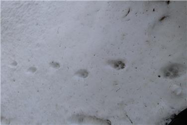 Wolfsspuren im Naturpark Lessinia (FOTO: Davide Righetti)