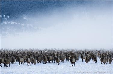 Waldgebirgswapiti im Yellowstone national Park, Wyoming (FOTO: Florian Schulz, visionwildnes.com)