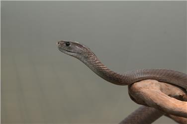 Schwarze Mamba (FOTO: LPA/Benno Baumgarten)