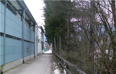 Der dichte Nadelholzstreifen zwischen Schwimmbad und Eishalle am orografisch linken Rienzufer in Bruneck wird nun gelichtet.