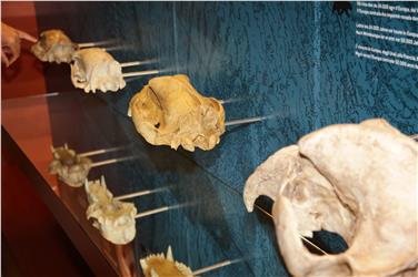 Das Museum Ladin Ursus ladinicus in St. Kassian ist im April nur für Schulen und Gruppen geöffnet