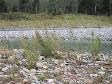 Die Deutsche Tamariske, Pionierpflanze für naturnahe Flusslandschaften, ist ein Hauptgrund für die Ausweisung der Gisser Au als Natura-2000-Gebiet. Damit sie langfristig erhalten bleibt, muss die Fläche revitalisiert werden.