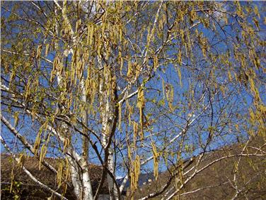 Eine Birke in voller Blüte: Die Frühlingsluft ist besonders reich an Baumpollen.