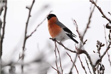 Birdwatching-Exkursion auf dem Ritten gibt es vielleicht auch einen Dompfaffen zu sehen