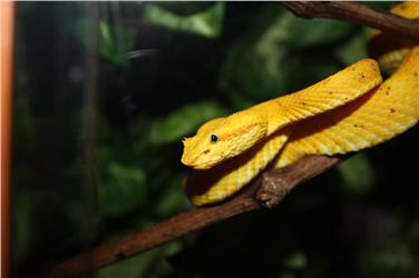 Schlangenbisse – Fälle und Behandlung: Vortrag im Naturmuseum