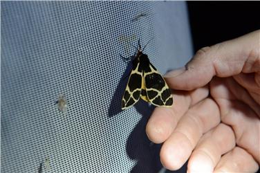 Um Schmetterlingsforschung geht es am 26. April im Naturmuseum Südtirol - Foto: LPA/Vito Zingerle