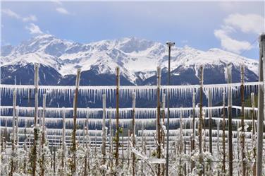 Der Kälteeinbruch erforderte die Frostberegnung, um die Blüten zu schützen.