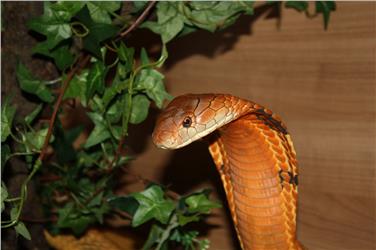 Königskobra bei der Schlangenausstellung im Naturmuseum (FOTO: Ales Mlinar)