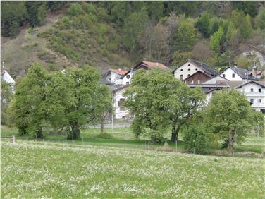 Die Landesregierung hat die Ausweisung des Palabirn-Angers mit sieben Bäumen als Naturdenkmal gutgeheißen.