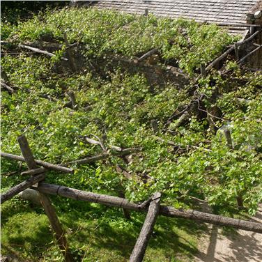 Bereits über 350 Mal geblüht: die Versoaln-Rebe am Fuße von Castel Katzenzungen in Prissian, die auch aus botanischer Sicht eine Rarität darstellt.