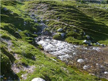 Quellbäche sind der Gewässertyp des Jahres 2016 in Südtirol: Sie sind besonders schutzbedürftig.