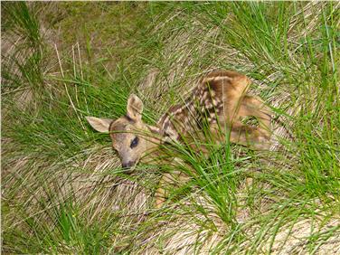 Hände weg von Rehkitzen und anderen jungen Wildtieren, heißt es in der Regel; bei Anliegen und Fragen sollten die Mitarbeiter in den Forststationen und Dienststellen des Amtes für Jagd und Fischerei verständigt werden.