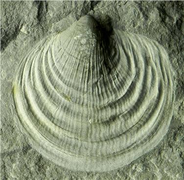 Auf den Spuren der Vergangenheit: Das nach seinem Entdecker benannte Fossil Claraia clarai.