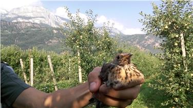 Einen Vogeldieb gestellt und die Vögel wieder in die Freiheit entlassen haben gestern zwei Förster - Foto: LPA