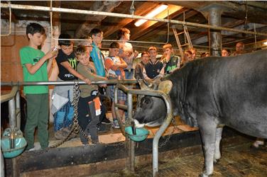 Eine lebendige Kuh im Stall ist für die Teilnehmer der Camps in Langtaufers eine beeindruckende Attraktion. Foto: Wolfgang Thöni