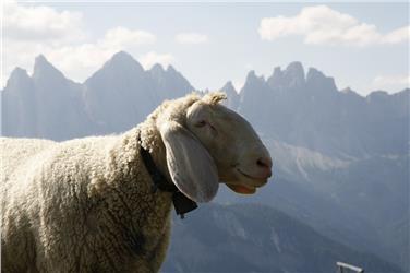In der Provinz Belluno gealpte Rinder, Ziegen und Schafe, die aus Südtirol stammen, dürfen derzeit wegen der dort ausgebrochenen Blauzungenkrankheit nicht in ihre heimischen Ställe zurück.