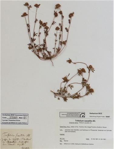 Das Herbarium „Rupert Huter“, eine äußerst umfangreiche Pflanzensammlung wird restauriert (FOTO: Naturmuseum)