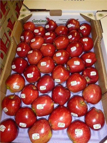 Innovation und Wettbewerbsfähigkeit des europäischen Obstanbaus zu steigern, ist Ziel des EU-Projektes EUFRUIT, an dem das Versuchszentrum Laimburg zusammen mit dem Sortenerneuerungskonsortium Südtirol teilnimmt. Foto: LPA