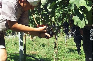 Der sonnige Altweibersommer bot beste Bedingungen für die Weinlese - Foto: LPA