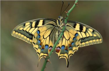 Kann ein Schmetterling riechen oder hören? Diesen und anderen Fragen über Schmetterlinge geht der Vortrag im Naturmuseum nach. Foto: LPA/Georg Kantioler