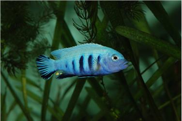 Aquarien, die Biologie der darin lebenden Organismen und das delikate Gleichgewicht der Wasser-Lebensräume sind Thema eines Vortrags im Naturmuseum