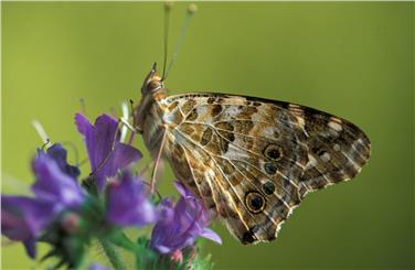 Den Distelfalter und viele andere heimische und tropische Schmetterlinge gibt es bei der Schmetterlingsausstellung im Naturmuseum zu sehen (FOTO: Georg Kantioler)