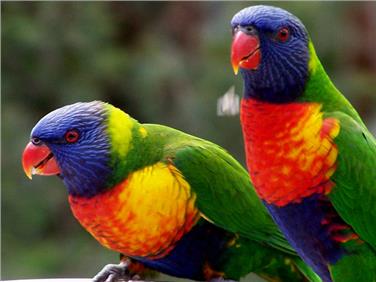 Allfarbloris (im Bild) zählen zu den exotischen Vogelarten, für deren Haltung und Vermarktung keine eigens ausgestellte Bewilligung nötig ist. Foto: LPA