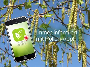 Birkenkätzchen: Pollenverstäuber im Frühjahr