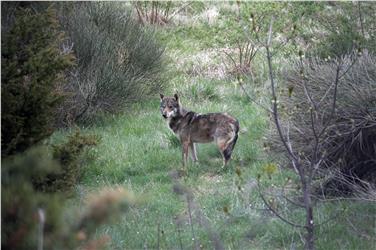 Im laufenden Jahr 2018 wurden in Südtirol Einzelwölfe am Ritten, im Gebiet von Lana und im Schnalstal genetisch nachgewiesen. Foto: LPA/Amt für Jagd und Fischerei